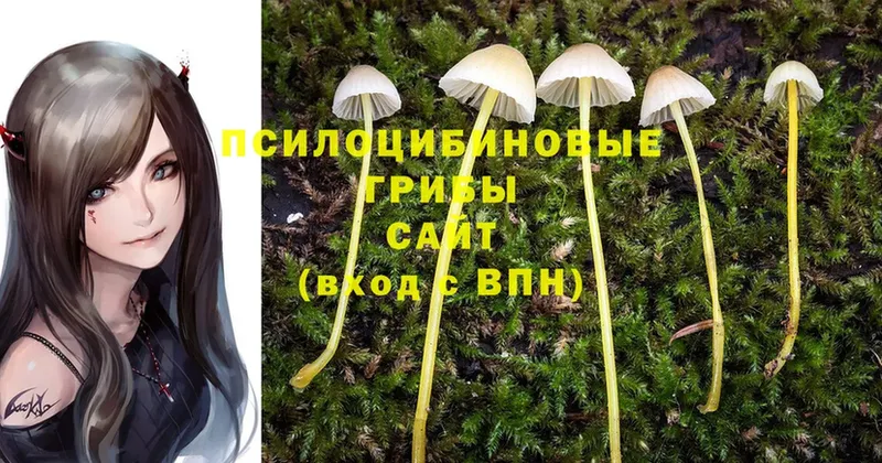 Псилоцибиновые грибы Psilocybine cubensis  купить   Сорочинск 